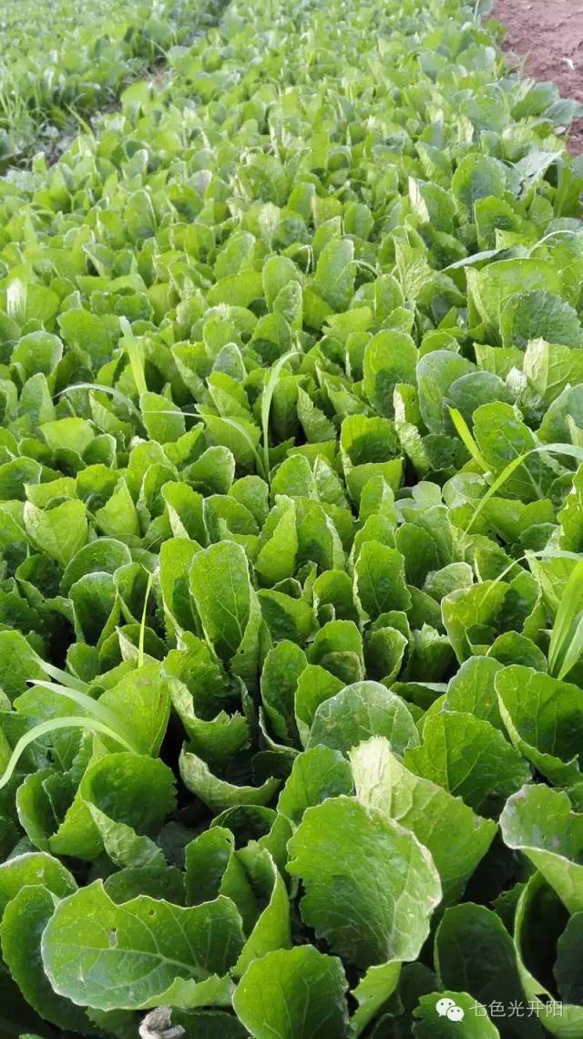 好消息！七色光开阳生态蔬菜走上师生餐桌